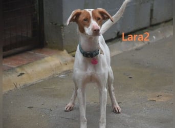 Lara2 geb. 08/2024 (ESP) - soziale und liebevolle Hündin!