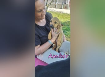 Amber geb. 03/2026 (GRC) - Welpenmädchen wünscht sich ein Zuhause!