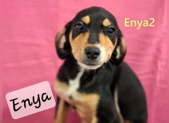 Enya2 geb. 09/2025 (GRC) - verspielte, süße Welpin!