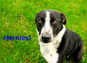 Hermes1 geb. 04/2023 (GRC) - lieber und sozialer Hundemann sucht Körbchen!