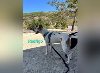 Rodrigo geb. 08/2021 (ESP) - gutmütiger und fröhlicher Hundepartner!