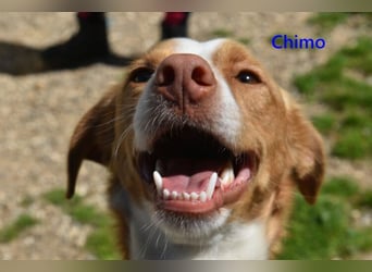 Chimo geb. 08/2024 (ESP) - verspielter Hundepartner sucht seine Familie!