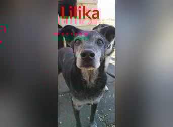 Lilika geb. 06/2016 (GRC) - sensilbe Hündin sucht geduldige Menschen und ein sicheres Zuhause!