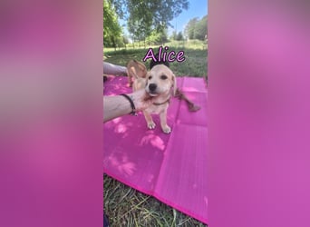 Alice geb. 03/2026 (GRC) - zauberhafte Welpin sucht ihre Chance!