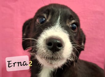 Erna2 geb. 09/2025 (GRC) - menschenbezogene, goldige Welpin!