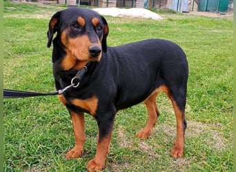 Rodoula geb. 2018 (GRC) - sehr ruhige und gelassene, süße und soziale Hündin!