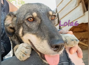 Lola6 geb. 01/2024 (GRC) - fröhliche Hundepartnerin sucht die richtige Familie!