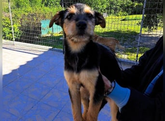 Cleo2 geb. 01/2025 (GRC) - süße und neugierige, kleine Welpin!