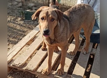 Timy geb. 04/2020 (GRC) - ruhiger und verträglicher Rüde sucht ein entspanntes Zuhause!