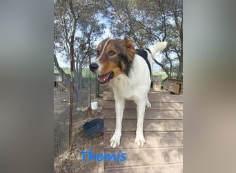 Themis geb. 03/2021 (GRC) - fröhlicher und neugieriger Rüde, ein kleiner Freigeist!