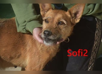 Sofi2 geb. 03/2021 (in Deutschland) - schlaue, soziale Hündin sucht Familienanschluss!