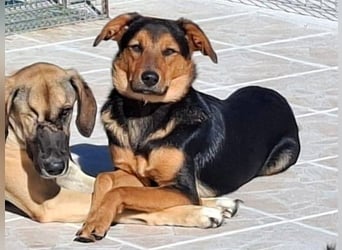 Carlos geb. 01/2025 (GRC) - sanfter und wunderschöner Junghund!