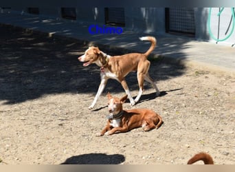 Chimo geb. 08/2024 (ESP) - verspielter Hundepartner sucht seine Familie!