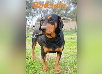 Rodoula geb. 2018 (GRC) - sehr ruhige und gelassene, süße und soziale Hündin!