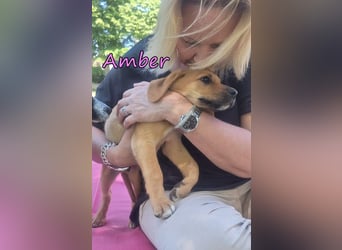 Amber geb. 03/2026 (GRC) - Welpenmädchen wünscht sich ein Zuhause!
