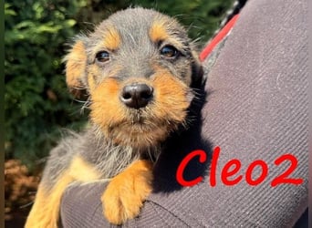 Cleo2 geb. 01/2025 (GRC) - süße und neugierige, kleine Welpin!