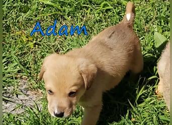 Adam geb. 03/2026 (GRC) - Welpe sucht seine Familie!