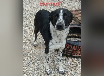 Hermes1 geb. 04/2023 (GRC) - lieber und sozialer Hundemann sucht Körbchen!