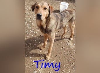 Timy geb. 04/2020 (GRC) - ruhiger und verträglicher Rüde sucht ein entspanntes Zuhause!