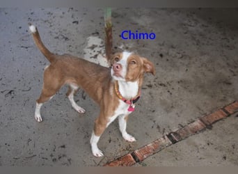 Chimo geb. 08/2024 (ESP) - verspielter Hundepartner sucht seine Familie!
