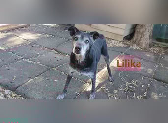 Lilika geb. 06/2016 (GRC) - sensilbe Hündin sucht geduldige Menschen und ein sicheres Zuhause!