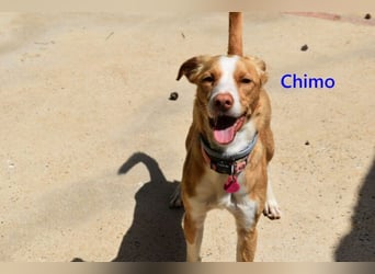 Chimo geb. 08/2024 (ESP) - verspielter Hundepartner sucht seine Familie!