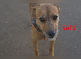 Sofi2 geb. 03/2021 (in Deutschland) - schlaue, soziale Hündin sucht Familienanschluss!