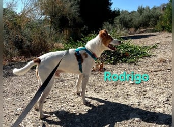 Rodrigo geb. 08/2021 (ESP) - gutmütiger und fröhlicher Hundepartner!
