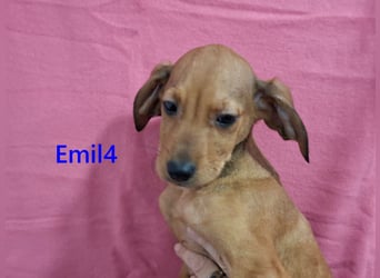 Emil4 geb. 09/2025 (GRC) - lustiger, zuckersüßer Welpe!