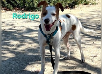 Rodrigo geb. 08/2021 (ESP) - gutmütiger und fröhlicher Hundepartner!
