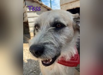 Tess geb. 12/2023 (GRC) - liebe und soziale Junghündin sucht ebensolche Menschen!