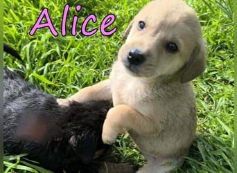Alice geb. 03/2026 (GRC) - zauberhafte Welpin sucht ihre Chance!