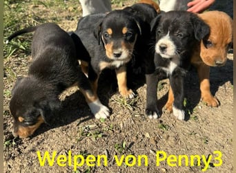 Edda geb. 09/2025 (GRC) - fröhliche, kleine Welpin!