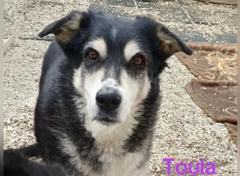 Toula geb. 04/2015 (GRC) - ausgeglichene, liebe Hündin sucht ebensolches Zuhause!