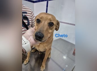 Cheto geb. 02/2020 (ESP) - treuer Hundepartner sucht seine zweite Chance!