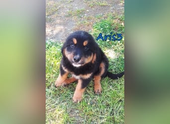 Aris3 geb. 03/2026 (GRC) - verschmuster Welpe möchte sein Leben beginnen!