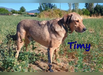 Timy geb. 04/2020 (GRC) - ruhiger und verträglicher Rüde sucht ein entspanntes Zuhause!
