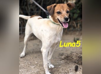 Luna5 geb. 06/2017 (ESP) - liebevolle und aufgeschlossene Hündin!