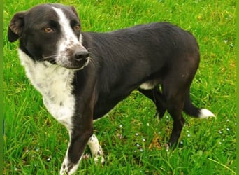 Hermes1 geb. 04/2023 (GRC) - lieber und sozialer Hundemann sucht Körbchen!