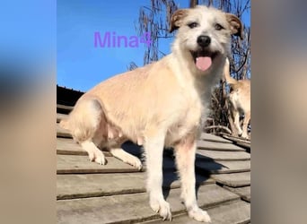 Mina4 geb. 10/2022 (GRC) - sonnige und freundliche Wuschelhündin sucht ihr Körbchen!