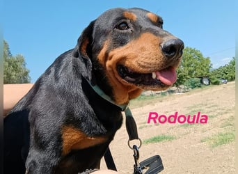 Rodoula geb. 2018 (GRC) - sehr ruhige und gelassene, süße und soziale Hündin!