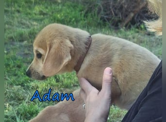 Adam geb. 03/2026 (GRC) - Welpe sucht seine Familie!
