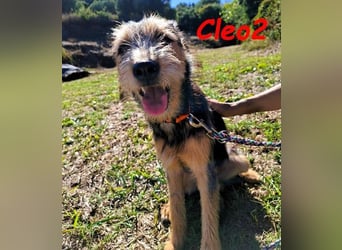 Cleo2 geb. 01/2025 (GRC) - süße und neugierige, kleine Welpin!