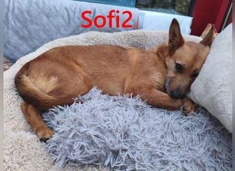 Sofi2 geb. 03/2021 (in Deutschland) - schlaue, soziale Hündin sucht Familienanschluss!