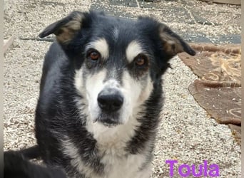 Toula geb. 04/2015 (GRC) - ausgeglichene, liebe Hündin liebevolles Zuhause!