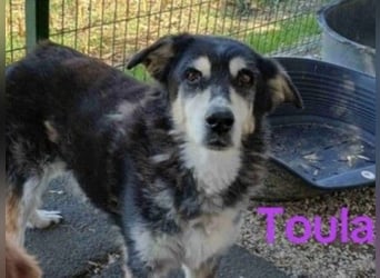 Toula geb. 04/2015 (GRC) - ausgeglichene, liebe Hündin liebevolles Zuhause!