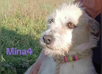 Mina4 geb. 10/2022 (GRC) - sonnige und freundliche Hundedame sucht ihr Körbchen!