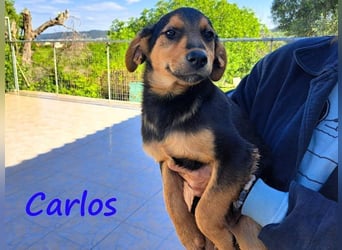 Carlos geb. 01/2025 (GRC) - sanfter und wunderschöner Junghund!