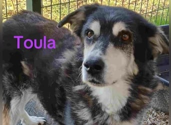 Toula geb. 04/2015 (GRC) - ausgeglichene, liebe Hündin liebevolles Zuhause!