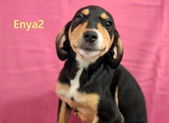 Enya2 geb. 09/2025 (GRC) - verspielte, süße Welpin!